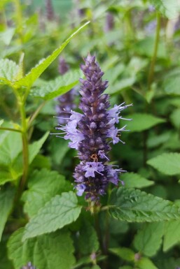 Agastache rugosa 'Little Adder'
