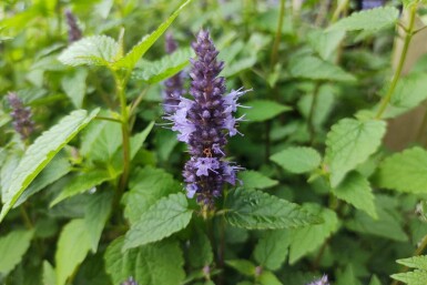 Agastache rugosa 'Little Adder'