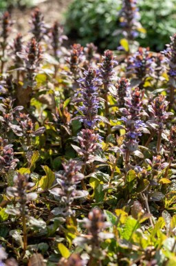 Ajuga reptans 'Braunherz'