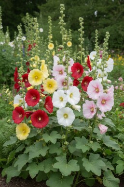 Rose trémière à feuilles de figuier Alcea ficifolia 5-10 pot P9 Alcea ficifolia