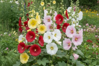 Rose trémière à feuilles de figuier Alcea ficifolia 5-10 pot P9 Alcea ficifolia