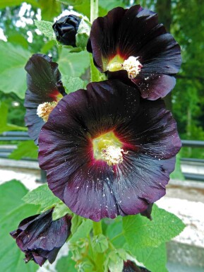 Alcea rosea 'Nigra'