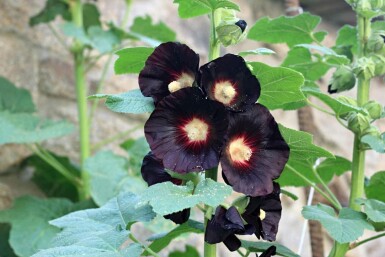 Alcea rosea 'Nigra'