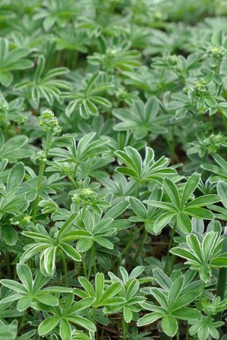 Alchémille des alpes Alchemilla alpina 5-10 pot P9 Alchemilla alpina