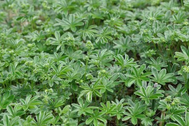 Alchémille des alpes Alchemilla alpina 5-10 pot P9 Alchemilla alpina