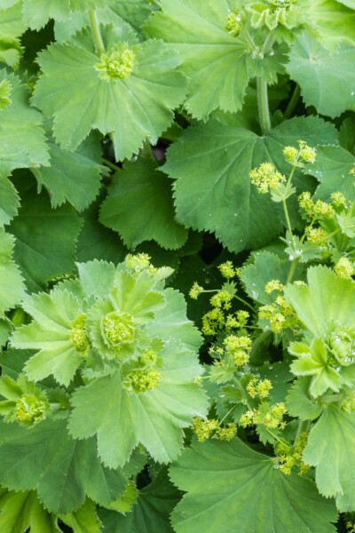 Alchémille commune Alchemilla vulgaris 5-10 pot P9 Alchemilla vulgaris