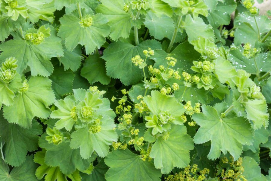 Alchémille commune Alchemilla vulgaris 5-10 pot P9 Alchemilla vulgaris
