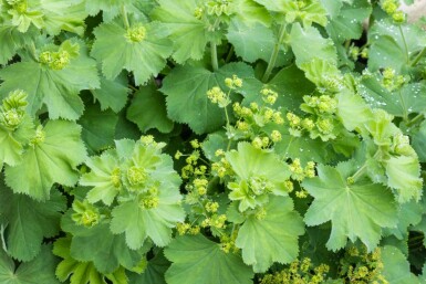 Alchémille commune Alchemilla vulgaris 5-10 pot P9 Alchemilla vulgaris