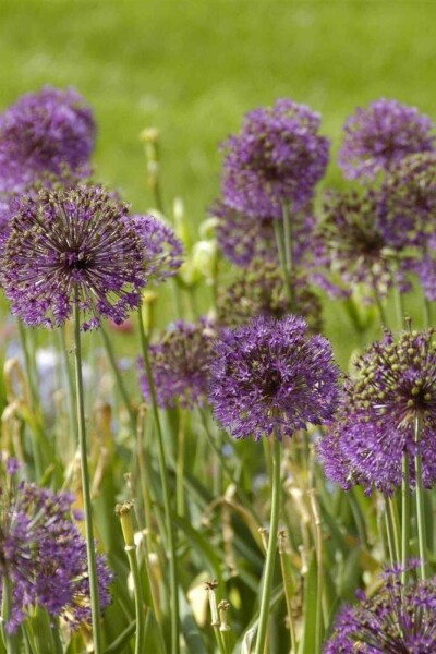 Ail géant Allium giganteum 5-10 pot P9 Allium giganteum
