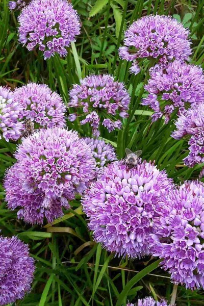 Ciboule Allium senescens 'Millenium' 5-10 pot P9 Allium senescens 'Millenium'