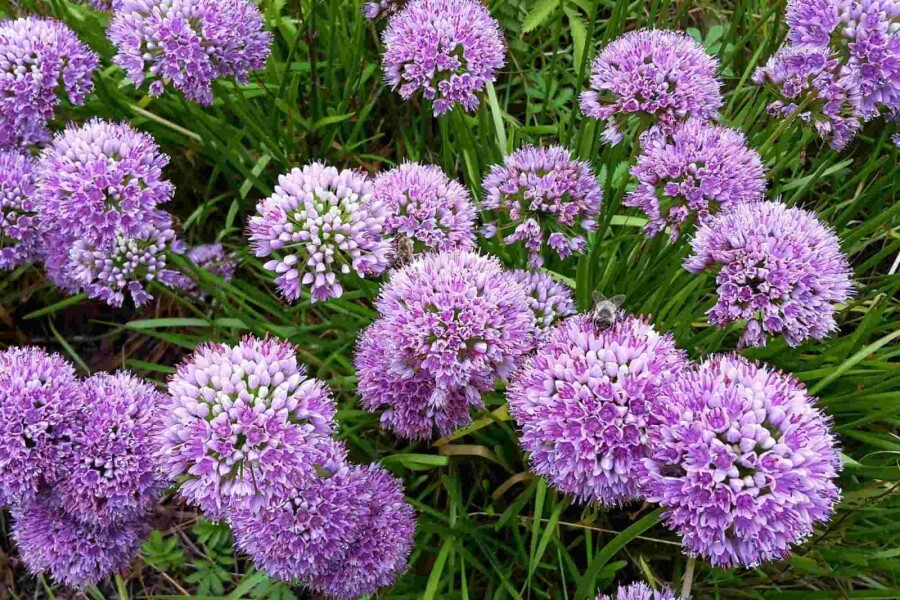 Ciboule Allium senescens 'Millenium' 5-10 pot P9 Allium senescens 'Millenium'