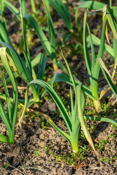 Ail Allium sativum 5-10 pot P9 Allium sativum