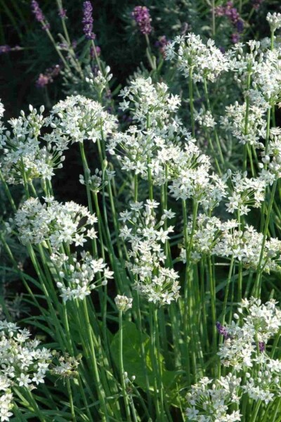 Ciboulette de chine Allium tuberosum 5-10 pot P9 Allium tuberosum