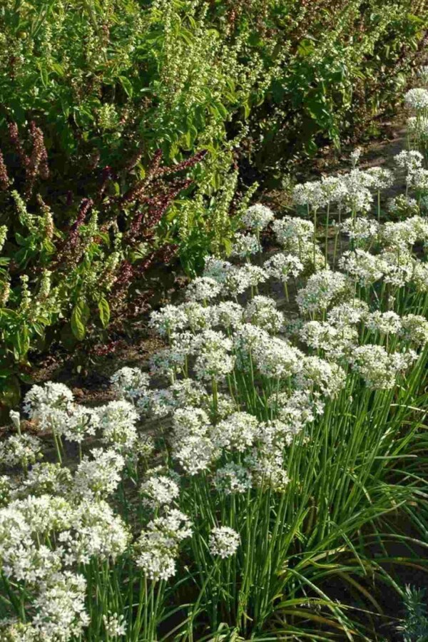 Ciboulette de chine Allium tuberosum 5-10 pot P9 Allium tuberosum