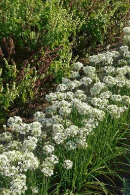 Ciboulette de chine Allium tuberosum 5-10 pot P9 Allium tuberosum