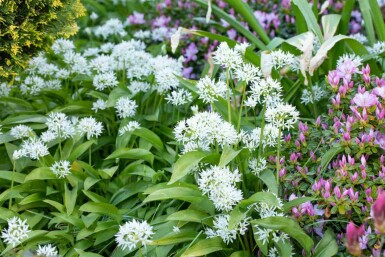 Ail des ours Allium ursinum 5-10 pot P9 Allium ursinum