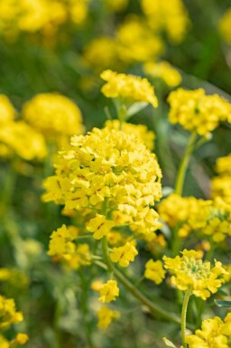 Alyssum montanum