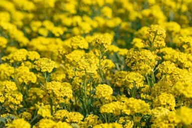 Alyssum montanum