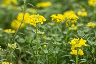 Alyssum montanum