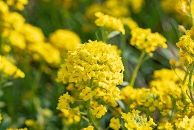 Alyssum montanum