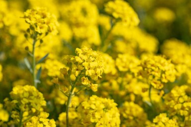 Alyssum montanum
