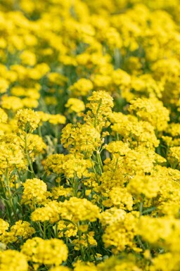 Alysse des montagnes Alyssum montanum 5-10 pot P9 Alyssum montanum