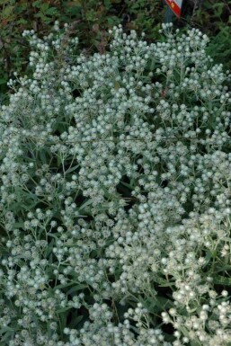 Immortelle des jardins Anaphalis triplinervis 'Sommerschnee' 5-10 pot P9 Anaphalis triplinervis 'Sommerschnee'