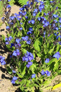 Anchusa azurea 'Loddon Royalist'