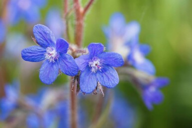 Anchusa azurea