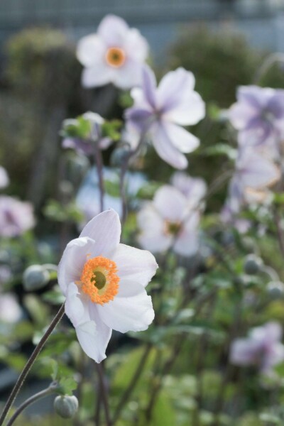 Anémone du japon Anemone 'Elfin Swan' 5-10 pot P9 Anemone 'Elfin Swan'