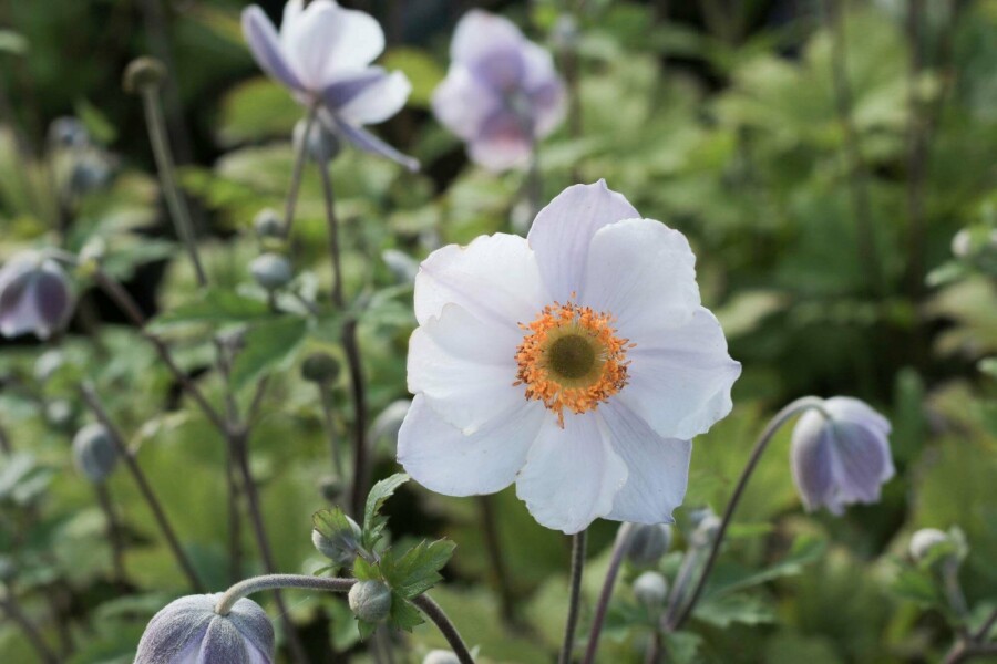 Anémone du japon Anemone 'Elfin Swan' 5-10 pot P9 Anemone 'Elfin Swan'