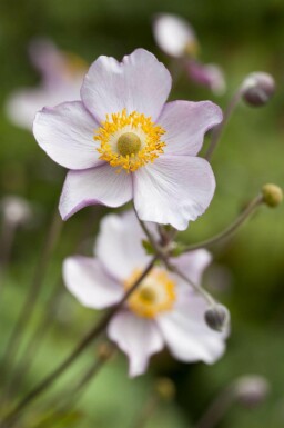 Anémone du japon Anemone hupehensis 5-10 pot P9 Anemone hupehensis