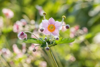Anémone du japon Anemone hupehensis 5-10 pot P9 Anemone hupehensis