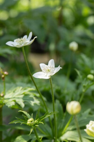 Anémone du japon Anemone leveillei 5-10 pot P9 Anemone leveillei