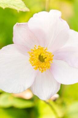 Anemone tomentosa 'Robustissima'