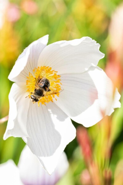 Anémone du japon Anemone japonica 'Wild Swan' 5-10 pot P9 Anemone japonica 'Wild Swan'