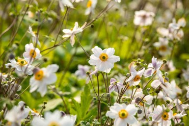 Anémone du japon Anemone japonica 'Wild Swan' 5-10 pot P9 Anemone japonica 'Wild Swan'