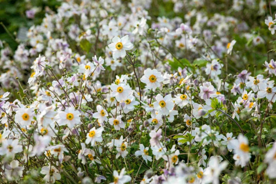 Anémone du japon Anemone japonica 'Wild Swan' 5-10 pot P9 Anemone japonica 'Wild Swan'