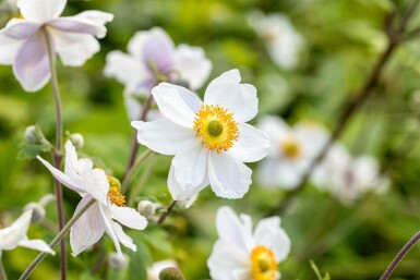Anémone du japon Anemone japonica 'Wild Swan' 5-10 pot P9 Anemone japonica 'Wild Swan'