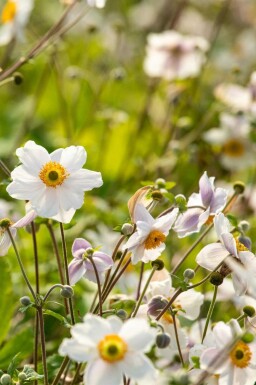 Anémone du japon Anemone japonica 'Wild Swan' 5-10 pot P9 Anemone japonica 'Wild Swan'