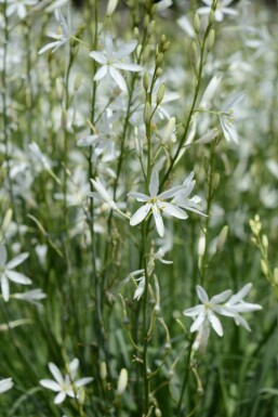 Lis des sables Anthericum liliago 5-10 pot P9 Anthericum liliago