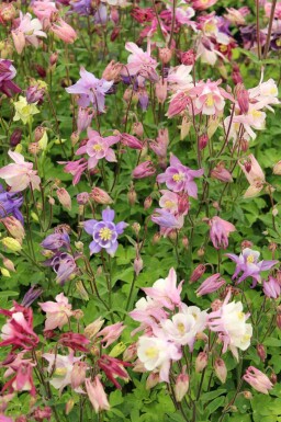 Ancolie Aquilegia caerulea 'Biedermeier' 5-10 pot P9 Aquilegia caerulea 'Biedermeier'