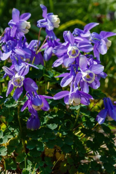 Ancolie des alpes Aquilegia caerulea 5-10 pot P9 Aquilegia caerulea