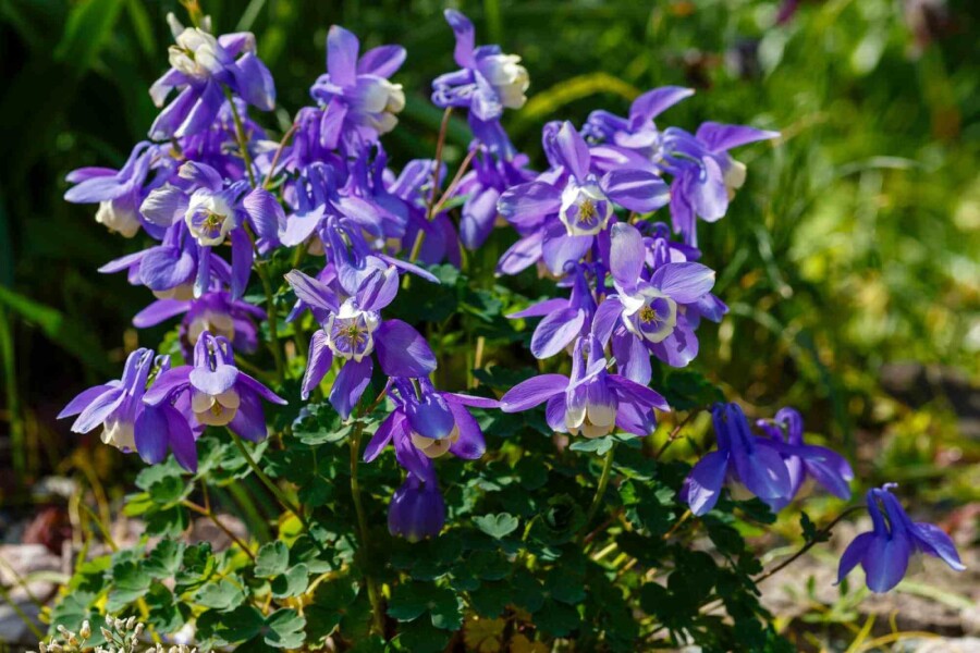 Ancolie des alpes Aquilegia caerulea 5-10 pot P9 Aquilegia caerulea