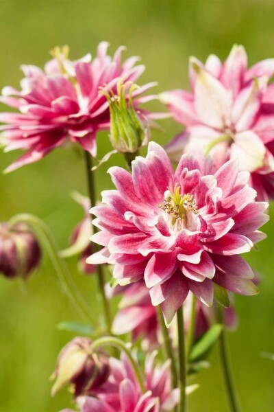 Ancolie commune Aquilegia vulgaris ‘Nora Barlow’ 5-10 pot P9 Aquilegia vulgaris ‘Nora Barlow’