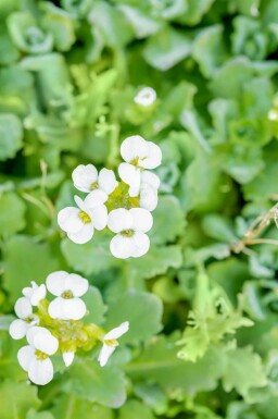 Arabis caucasica