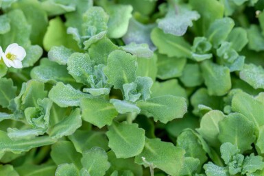 Arabis caucasica