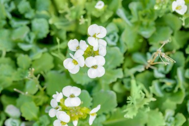 Arabis caucasica