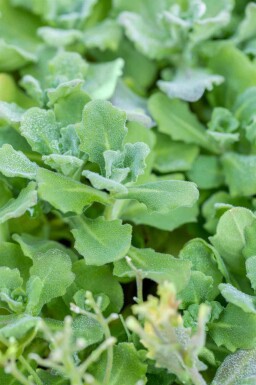 Arabis caucasica