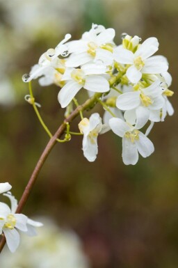 Arabis procurrens